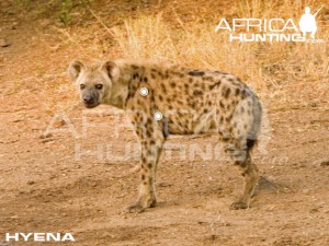 hyena1